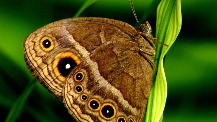New Research Sheds Light on the Mysteries of Moths and Butterflies