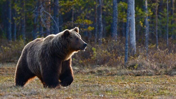After 27 Years in Cage, Bear Finally Sees the Sky