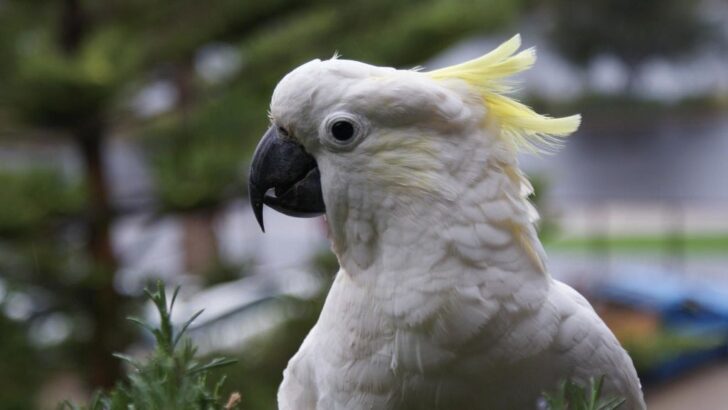 Rescued Cockatoo Picks 102-Year-Old Grandma as Forever Friend, Sparking Tears and Joy