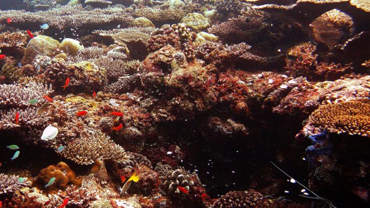 Ancient Animal Structures That Rival the World’s Oldest Ruins