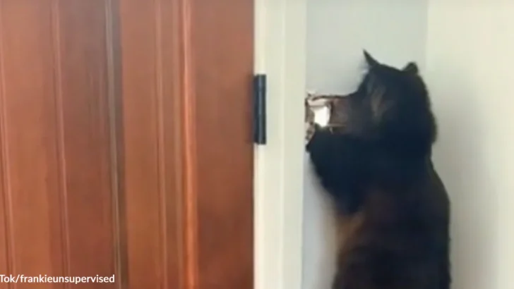 Feisty Cat’s Battle with Postman Lead to Heartwarming Notes and Cookies
