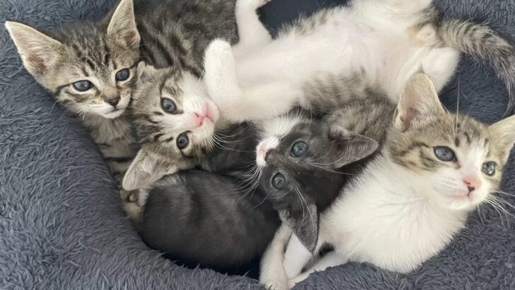Sleeping Kittens Create Internet Sensation With Eerie Optical Illusion During Naptime