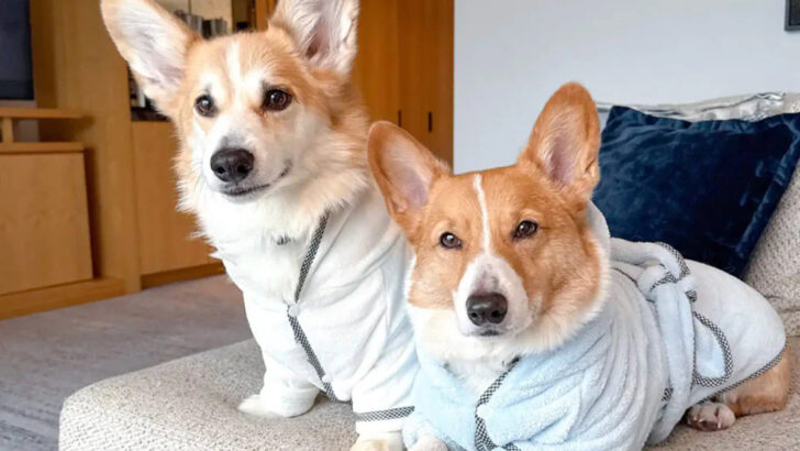 Aloof Corgi Melts Hearts With Gentle Gesture Toward Ailing Sibling
