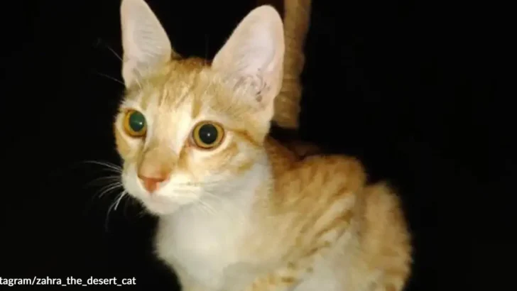 Tiny Desert Stray Cat Wins Over Campers and Finds a New Beginning