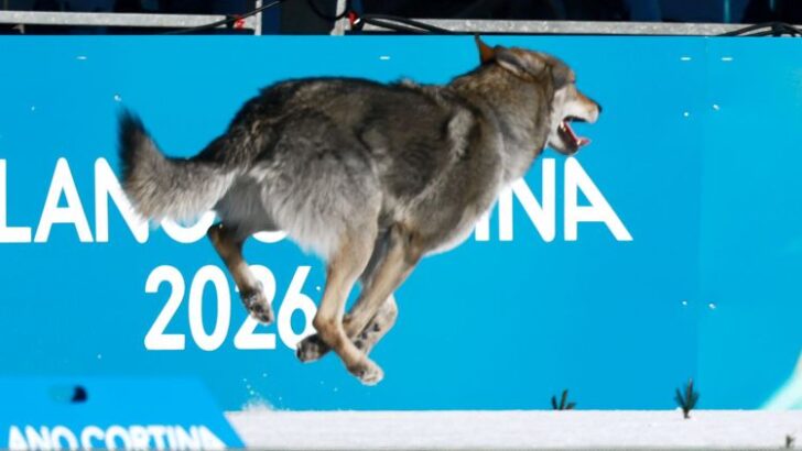 Wolfdog Nazgul Steals Olympic Spotlight with Daring Finish-Line Sprint