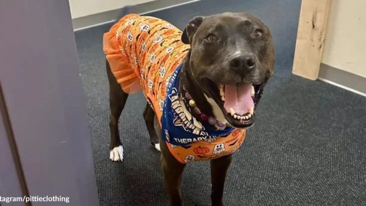 Beloved Therapy Pit Bull Honored With Sweet Campus Birthday Party
