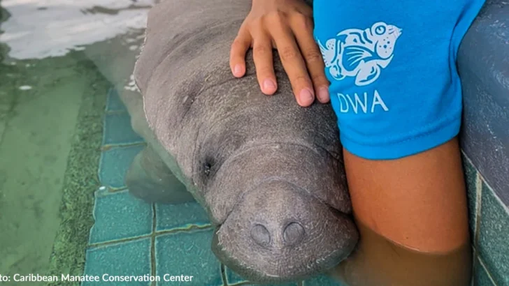 Orphaned Manatee Calves Taiku and Dakiti Thrive Ahead of Wild Release in Puerto Rico