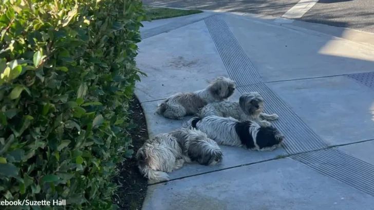 Four Abandoned Puppies Refuse to Leave Each Other After Being Left on Street Corner