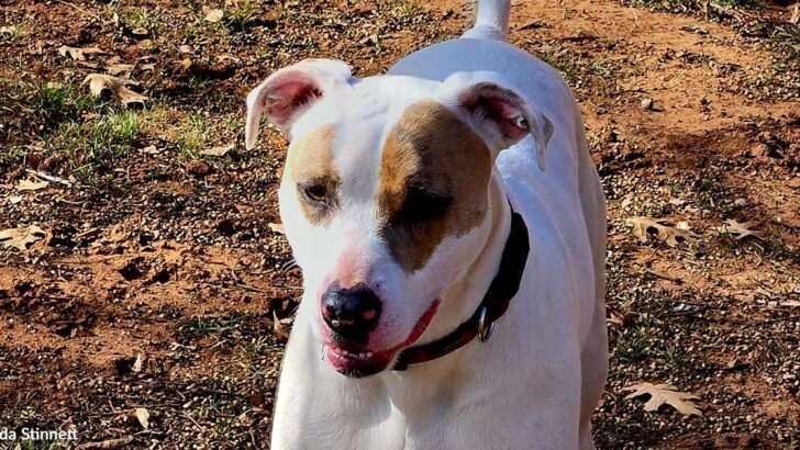 Puppy Luna’s Uplifting Journey From Desperate Car Dweller to Family Treasure