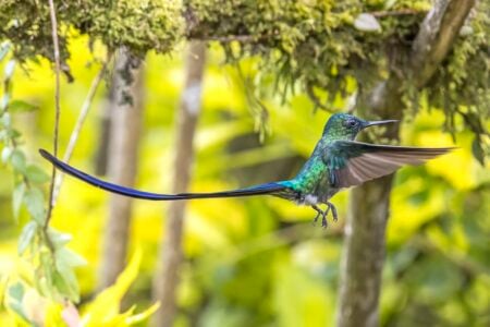 15 Rare Hummingbird Species That Are So Beautiful They Actually Look Like Fantasy Creatures