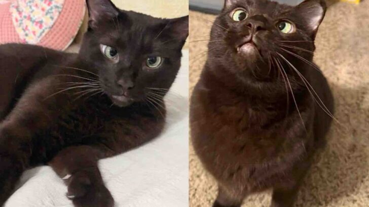 Cross-Eyed Cat&rsquo;s Six-Month Ordeal Ends in Perfect Forever Home