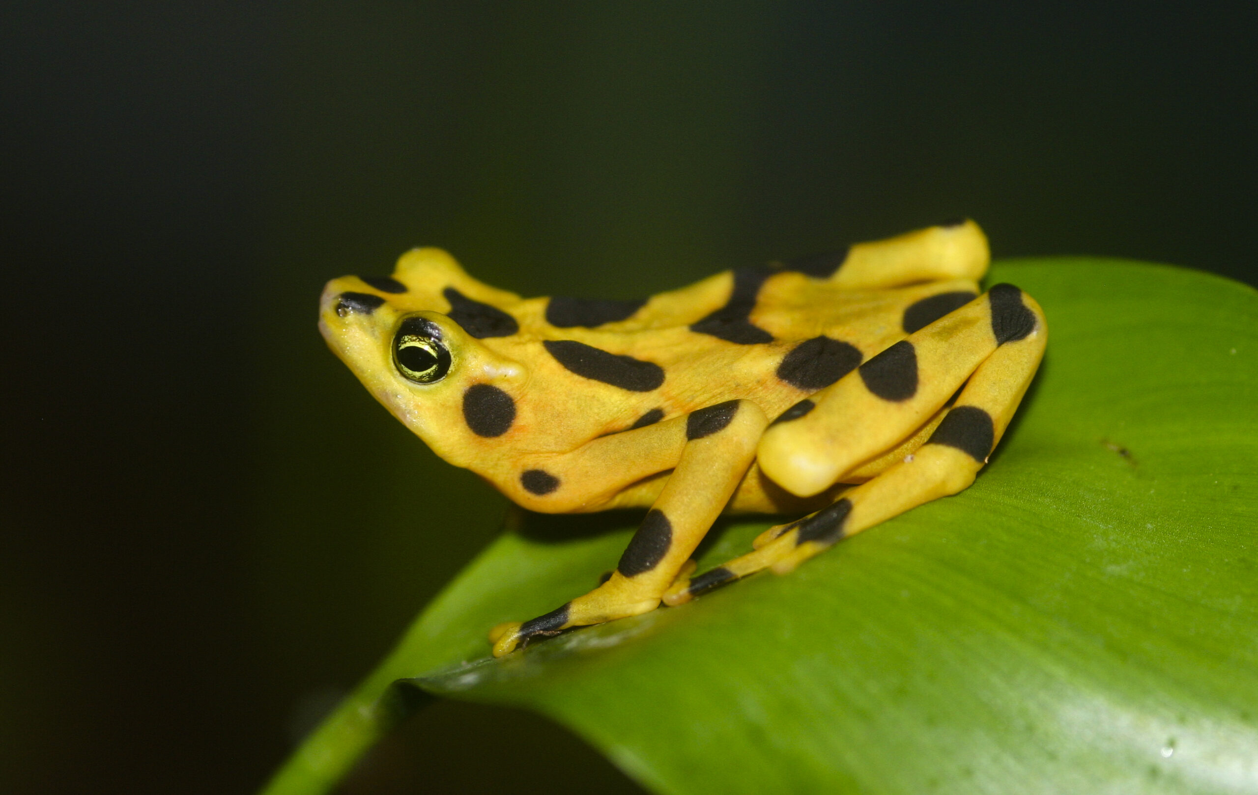 Golden Frogs Going Back to Nature