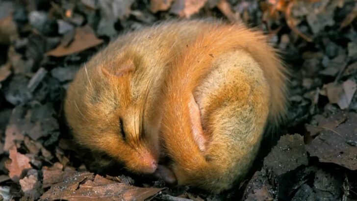 Researchers Find More Creatures That Break the Rules of Body Heat Control