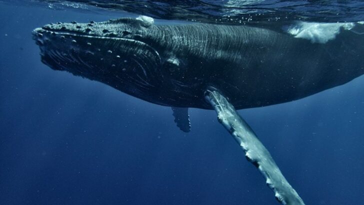New Research Shows Older Male Humpback Whales Are the Real Champions of Whale Population Rebound