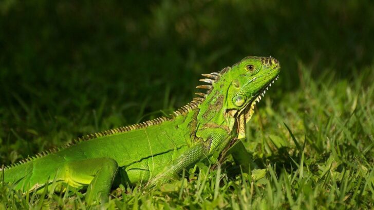 Florida Woman Stumbles on Frozen Iguana in Backyard, Questions &ldquo;Invasive Species&rdquo; Label