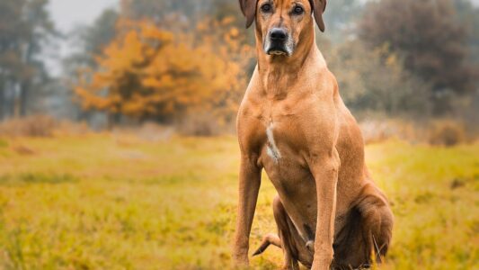 10 Powerful Guard Dog Breeds Known For Their Unwavering Loyalty And Protective Instincts
