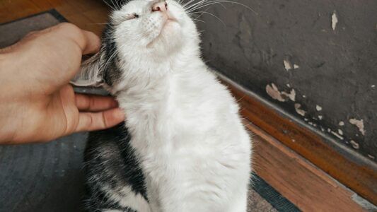 10 Surprising Ways Your Cat Shows You Undying Affection