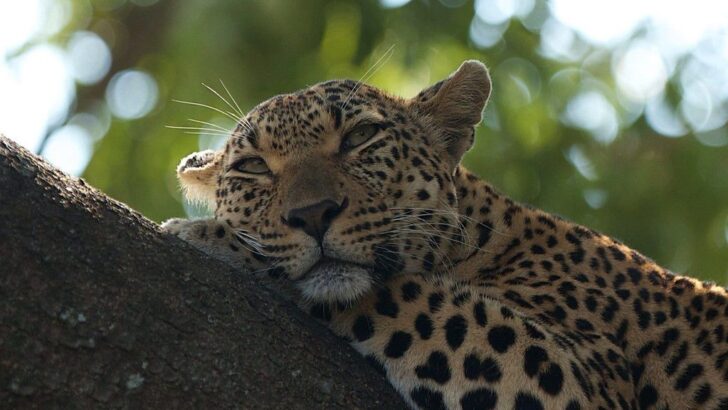 Leopards Return to South Africa’s Cape Region After Nearly Two Centuries of Absence