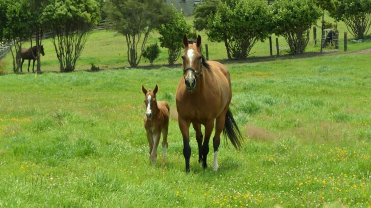 Playful Baby Horse Tests Mom’s Patience in Adorable Standoff