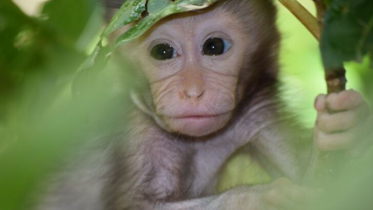 A Tender Moment as Shy Baby Monkey Meets Her Twin Soul