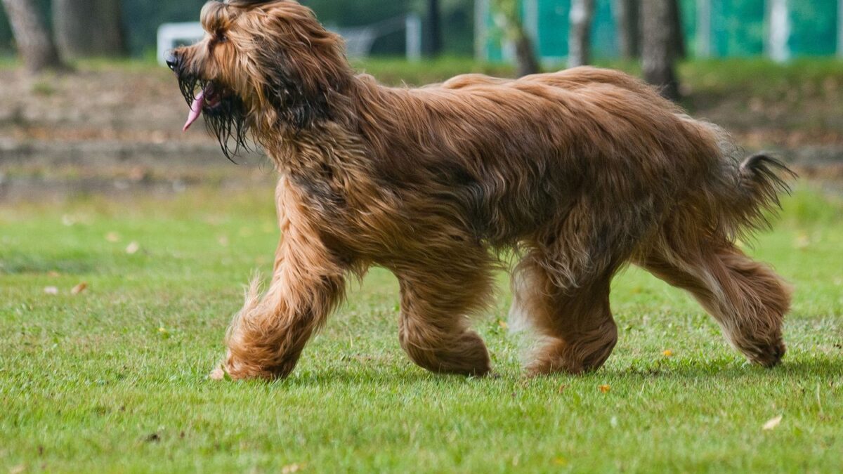 11 Lesser-Known Dog Breeds That Make Exceptionally Loyal And Protective Family Companions