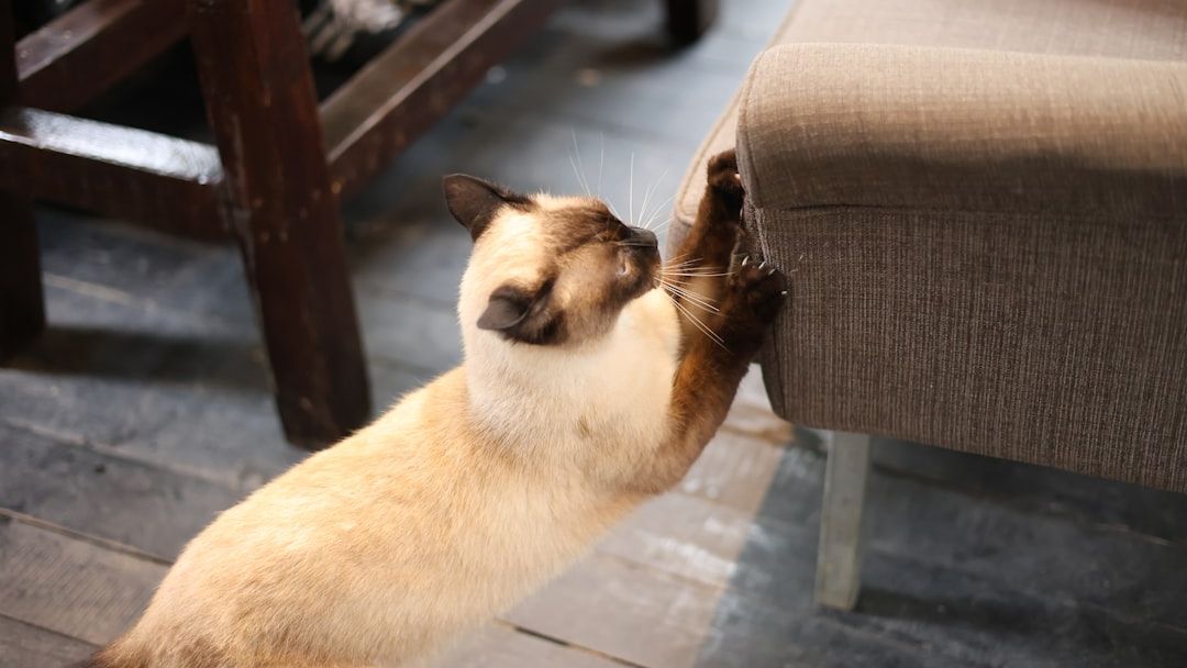 8 Fascinating Pet Behaviors That Mirror Their Wild Ancestors