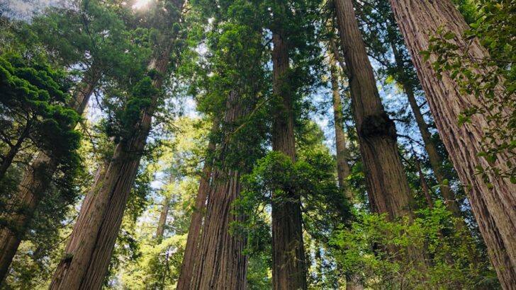 California Commits Major Funding Boost for Biodiversity and Natural Habitats