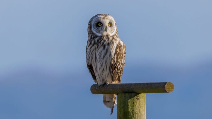 Short-Eared Owls Are Defying Everything We Thought We Knew About Survival