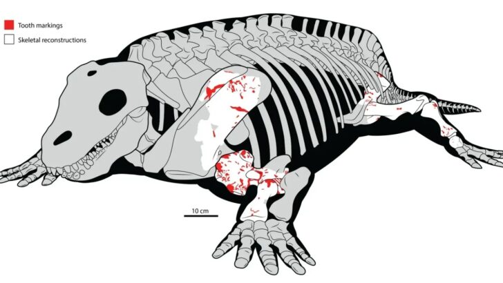 Giant Land Predators Started Hunting Massive Herbivores Over 280 Million Years Ago