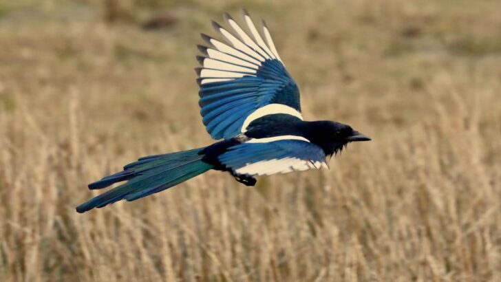 Brave Rescuer Plunges into Thigh-Deep Mud to Save Trapped Magpie