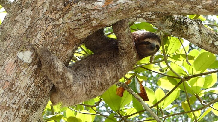 Daring Rescue Missions by Wildlife Hero Give Sloths a Second Chance