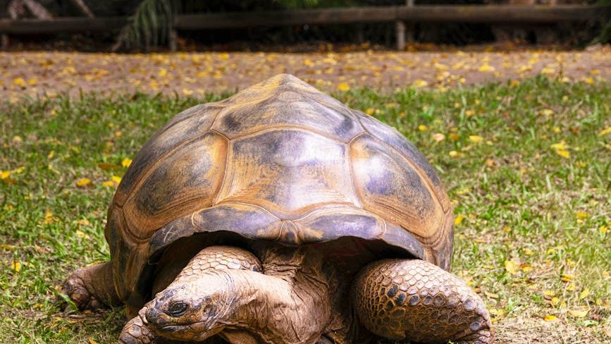 The World's Oldest Living Animals Hold Secrets to Longevity