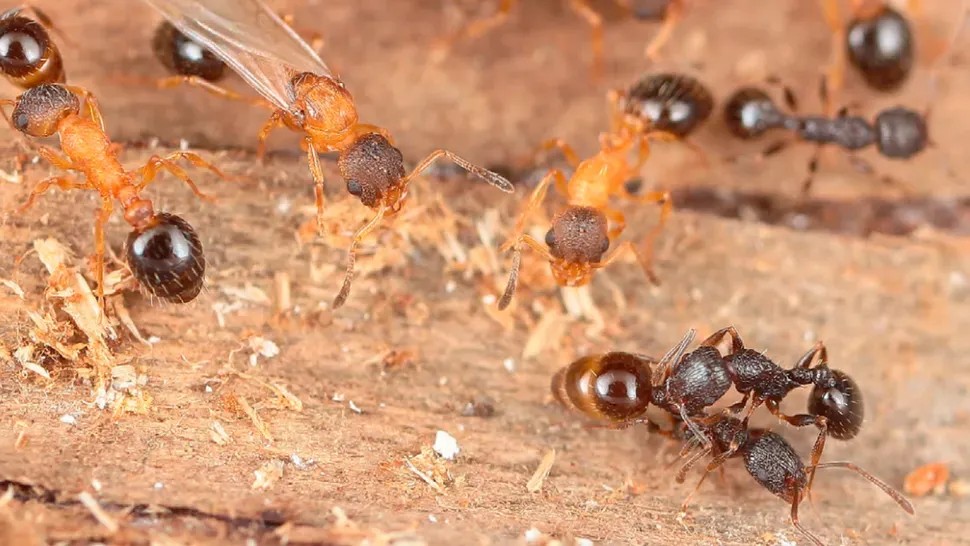 Every Ant Is A Queen In This Parasitic Species That Reproduces By Cloning And Hijacks Other Colonies