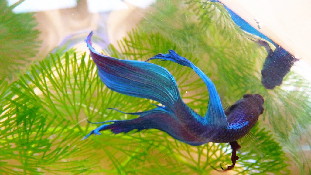 Dull No More: Rescued Betta Fish Stevie Ignites into Electric Blue Brilliance