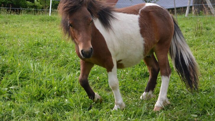 Mom Brings Mini Horse Gigi to Drive-Thru and Causes Viral Spectacle