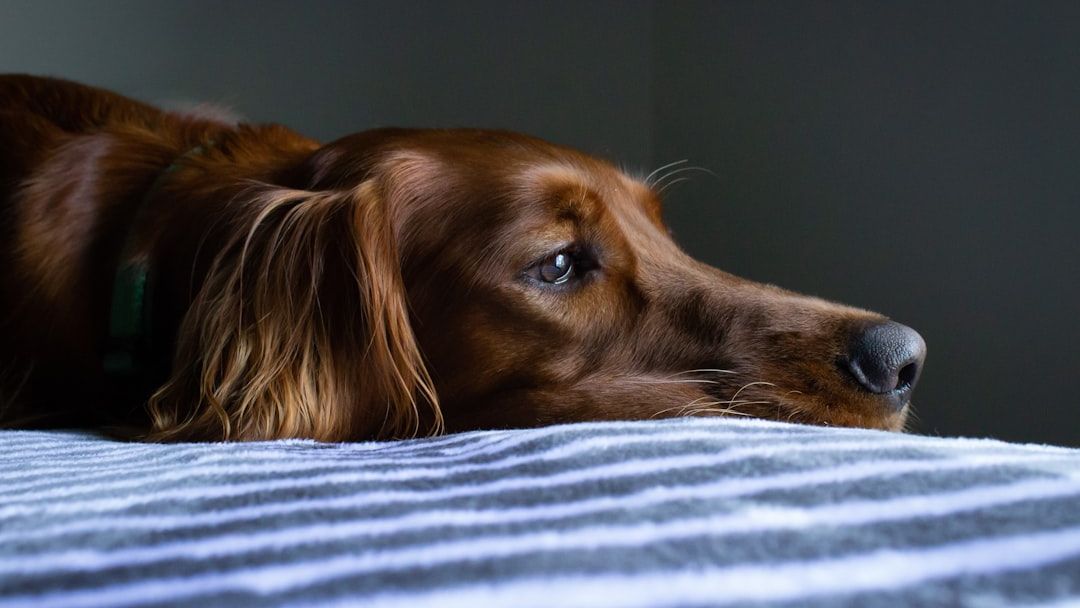 Do Dogs Truly Grieve the Loss of a Companion Animal?