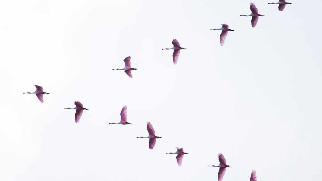 How Do Wild Animals Navigate Vast Distances Without Maps or GPS?