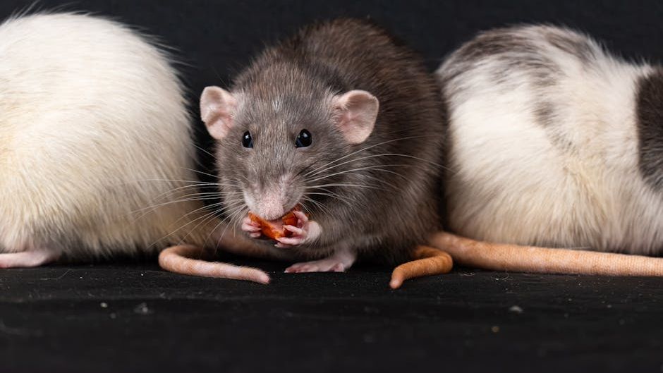 Can Understanding Animal Dreams Reveal Their Hidden Emotional Worlds?