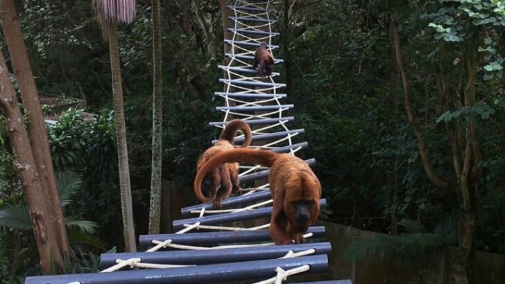 How Canopy Bridges are Helping to Reconnect South Americas Tree Dwelling Wildlife