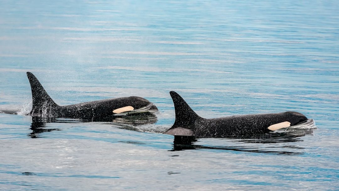 Chewed-Up Orca Fins Found On A Russian Beach Suggest Cannibalism - And Scientists Think It Explains Everything