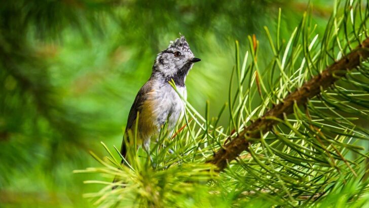 New Study Shows Birds Are Vanishing Faster Than Ever in These 3 U.S. Hotspots