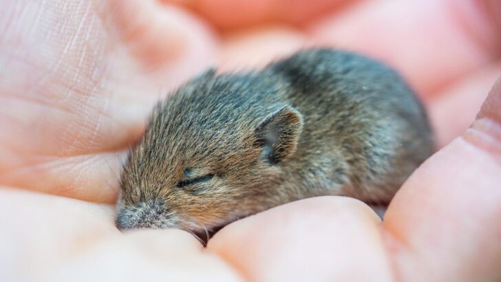 Man Rescues Shivering Tiny Mouse, Welcomes Her as Daily Work Companion