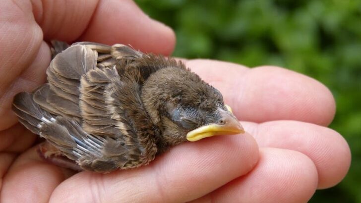 Woman Rescues Baby Sparrow So Tiny It would Fit in an AirPods Case