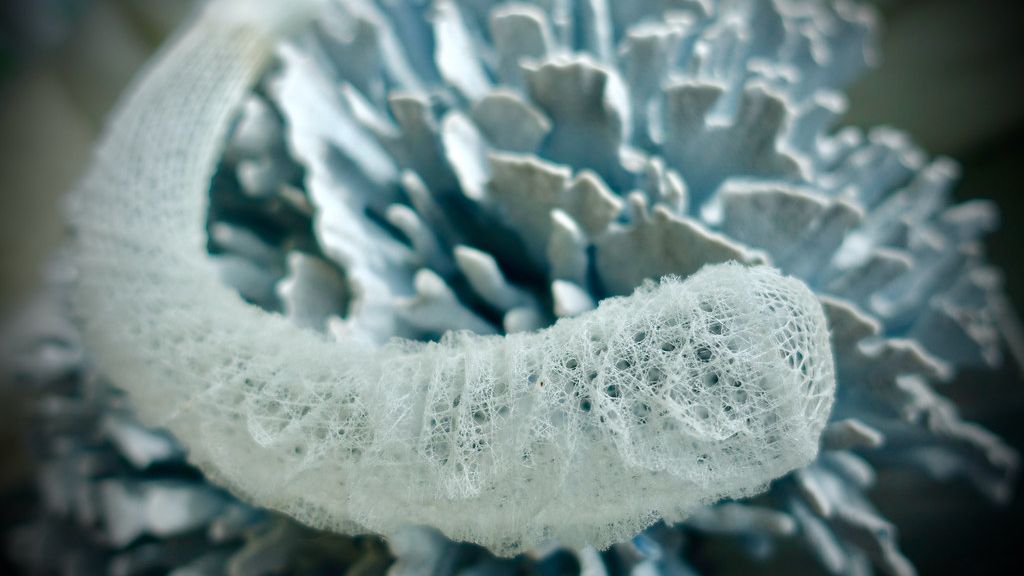 11 Animals That Have Lived Longer Than Human Civilization