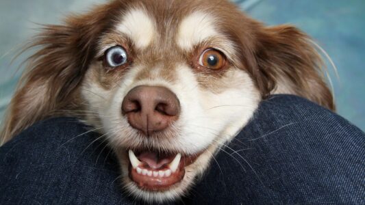 10 Ways Your Dog Secretly Communicates With You Every Day