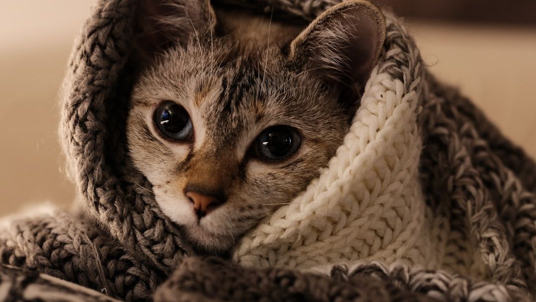 Are Some Common Pet Behaviors Actually Signs of Undiagnosed Stress?