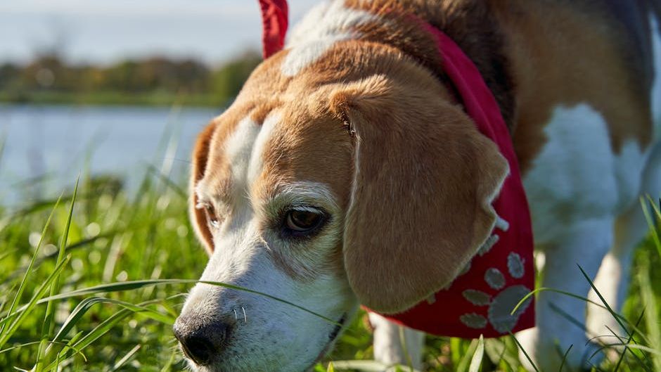 11 Dog Breeds That Challenge Even Professional Trainers at Home
