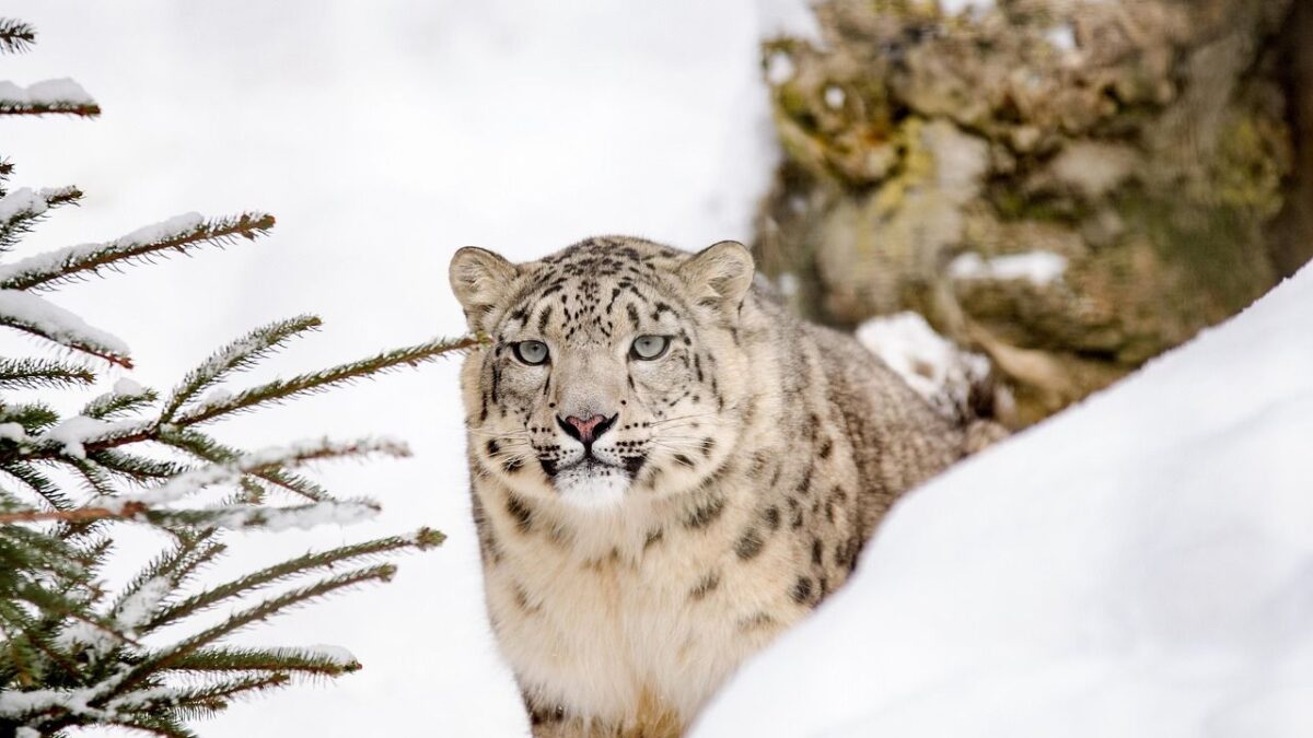 8 Amazing Animals That Have Mastered the Art of Camouflage