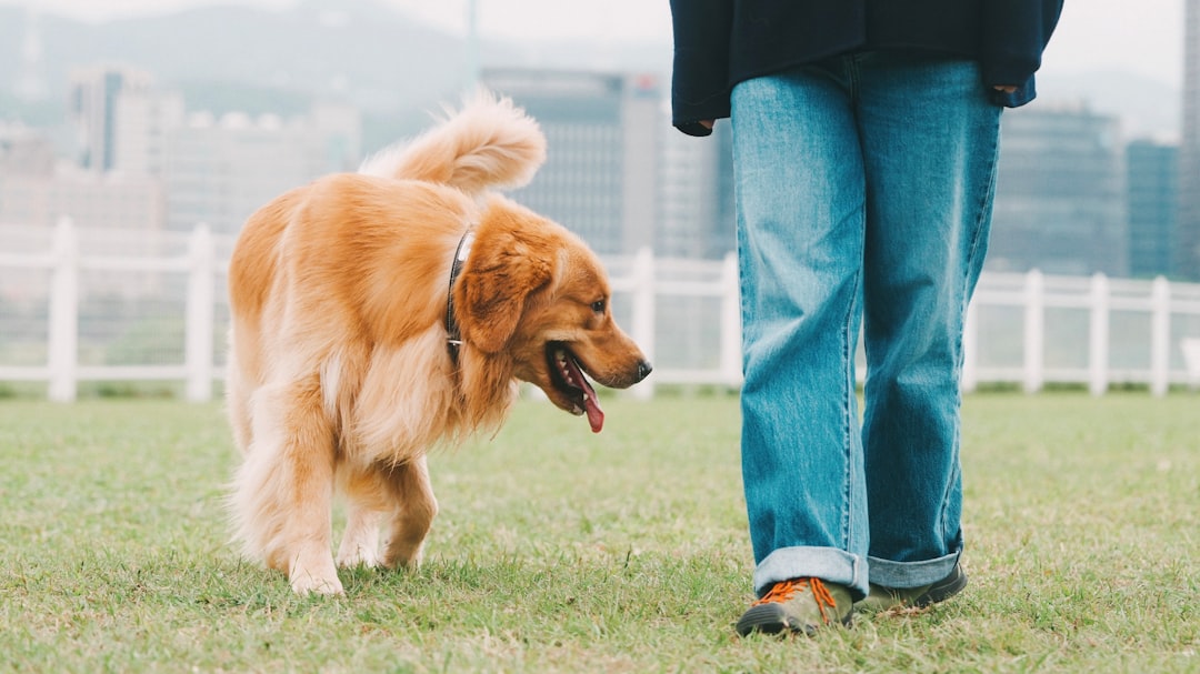 7 Surprising Ways Your Dog Uses Its Tail to Communicate Complex Emotions