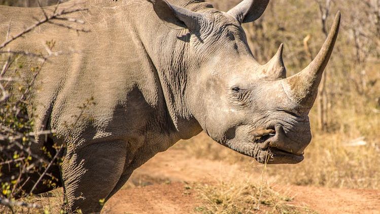 10 Unique Animal Partnerships That Defy Traditional Predator-Prey Dynamics